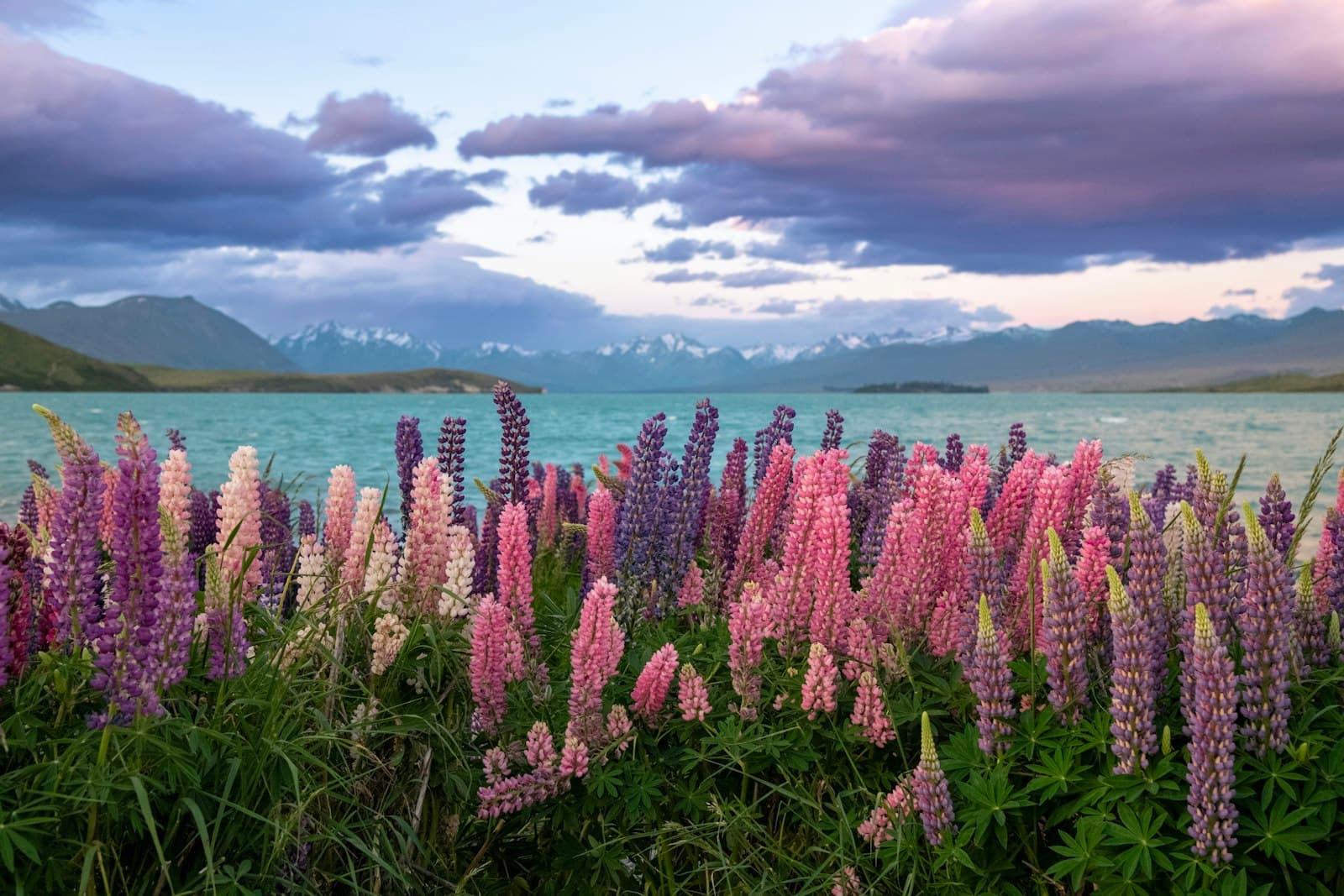 Lupins in front of turquoise water at Lake Tekapo