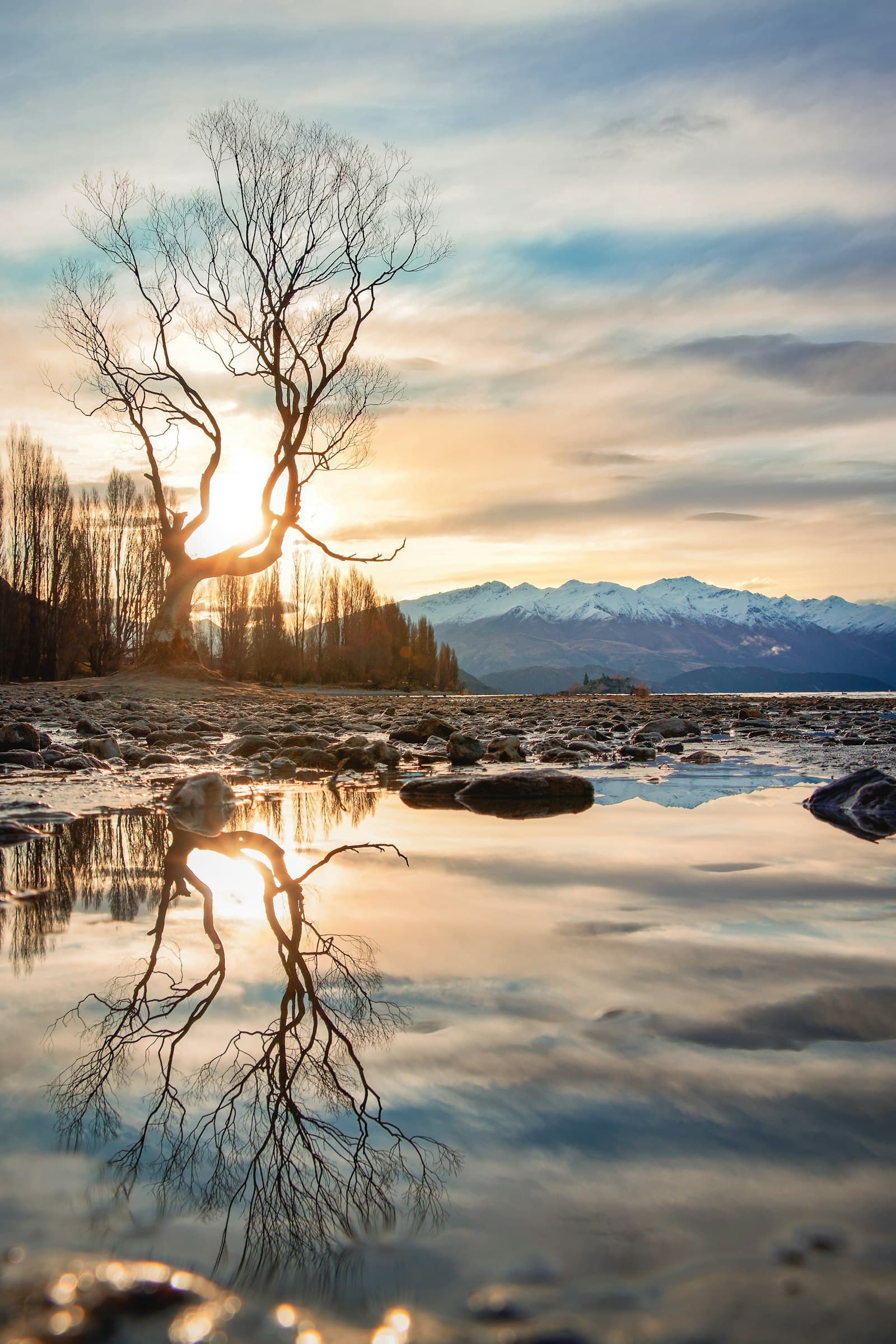 The lone tree at Lake Wānaka in low sun